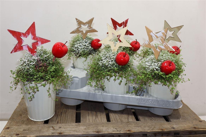 <h4>Solei Sol Groen In Zinken Potje + Deco</h4>