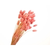 Phalaris Pink