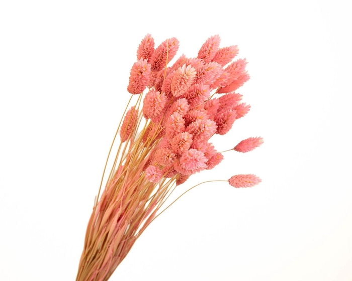 Phalaris Pink