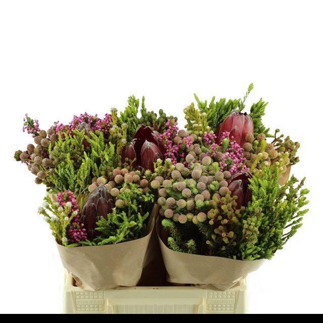 <h4>KAAPS GROE GEM IN BS</h4>