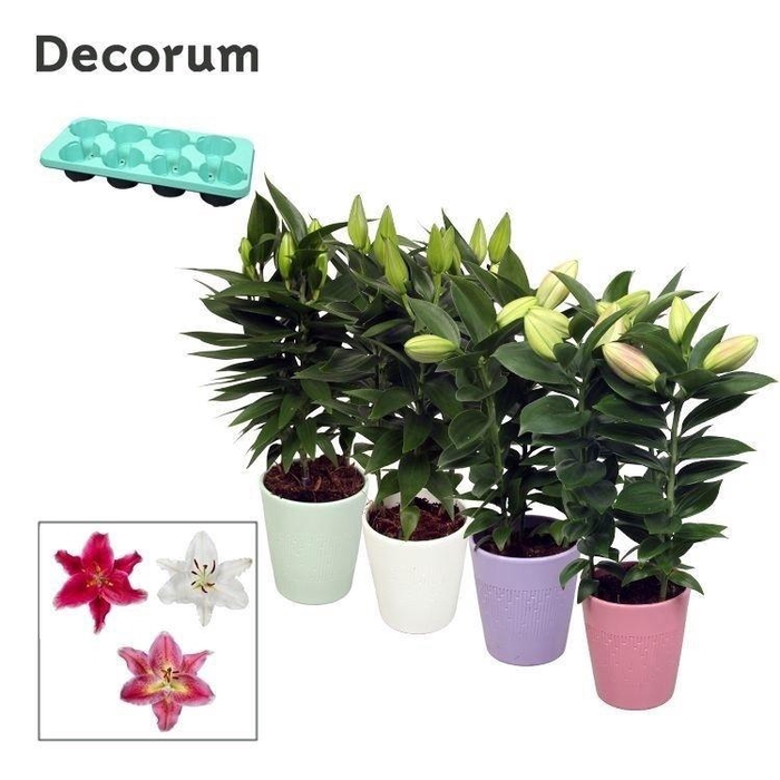 <h4>Lilium Or 3pp keramiek LINO</h4>