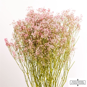 Dried Gyps Light Pink Bunch