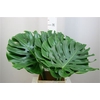 Monstera 45