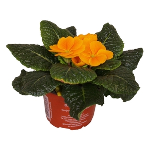 Primula Acaulis 9 cm Orange'