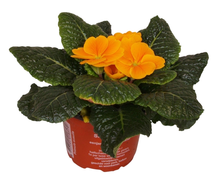 <h4>Primula Acaulis 9 cm Orange'</h4>