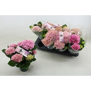 HYDR M MAG REVOLUTIO