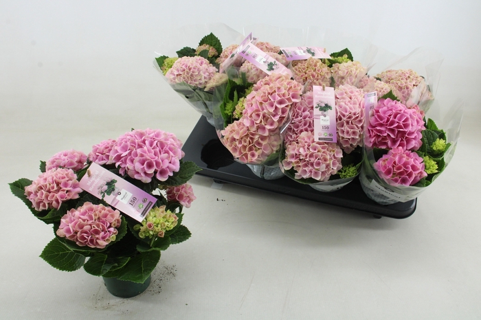 <h4>HYDR M MAG REVOLUTIO</h4>