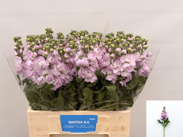 <h4>MATTH MATHILDA PINK</h4>