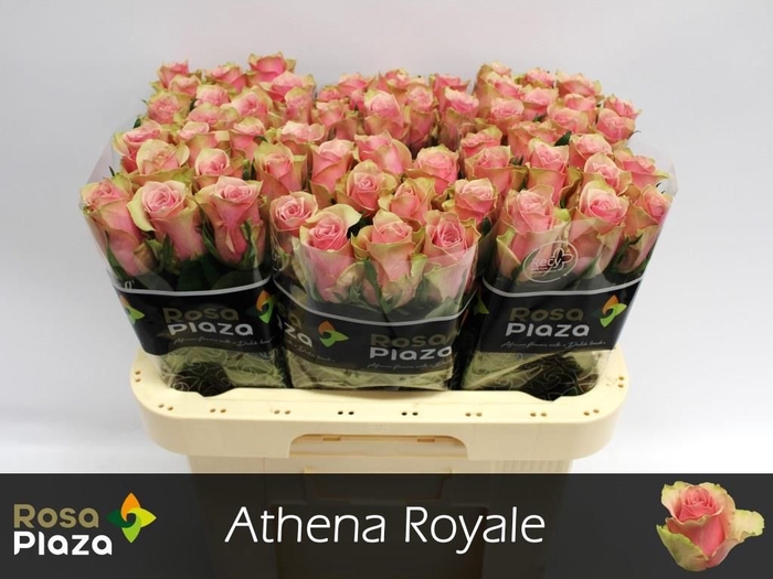 <h4>R GR ATHENA ROYALE</h4>