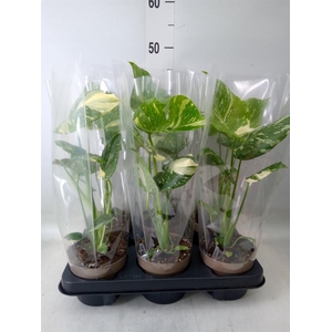 Monstera delic. 'Thai Constellatio'