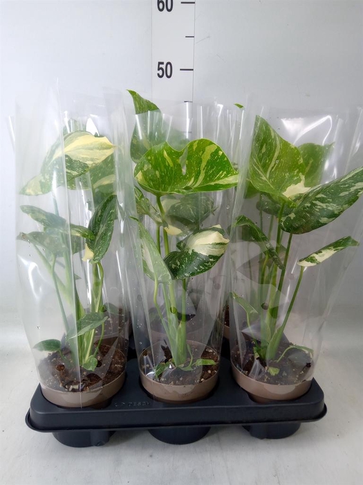 <h4>Monstera delic. 'Thai Constellatio'</h4>