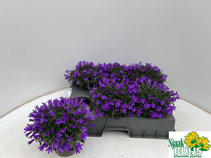 <h4>CAMP POR KRIS</h4>