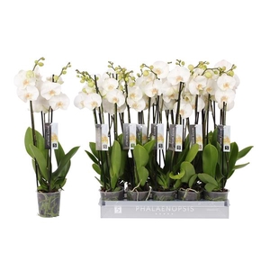 Phalaenopsis 'White World'