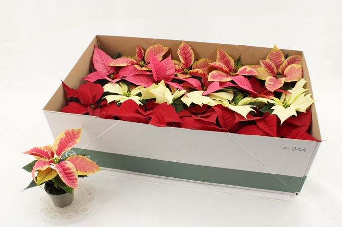 <h4>EUPHOR P GEM</h4>