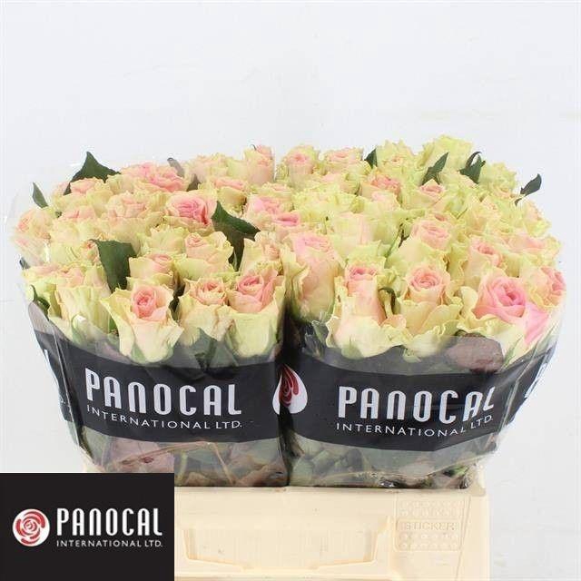 <h4>R GR TOP GEAR!</h4>