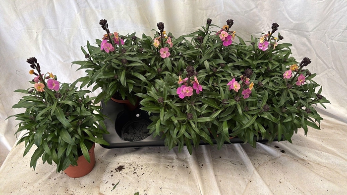 <h4>ERYS LEY PURPLE GLOW</h4>