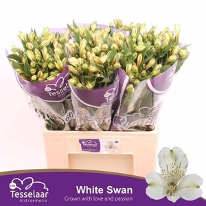 Alstr White Swan