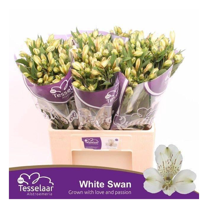 <h4>Alstr White Swan</h4>