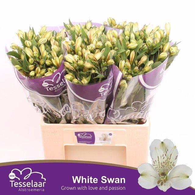Alstr White Swan