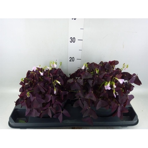 Oxalis trian. 'Mijke'