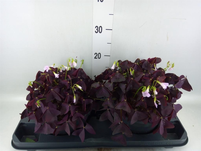 <h4>Oxalis trian. 'Mijke'</h4>