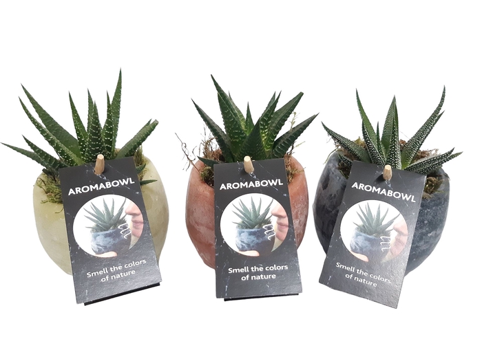 <h4>Arr.   Kamerplant Groen L%</h4>