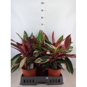 Stromanthe sanguin. 'Triostar'