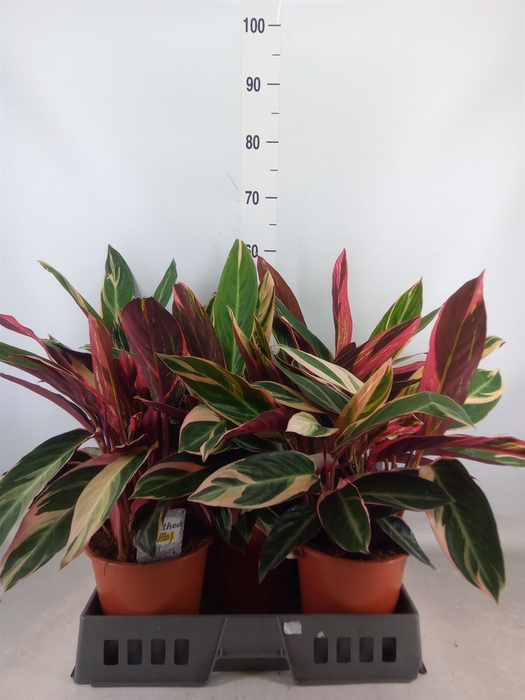 <h4>Stromanthe sanguin. 'Triostar'</h4>