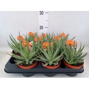 Aloe   ...