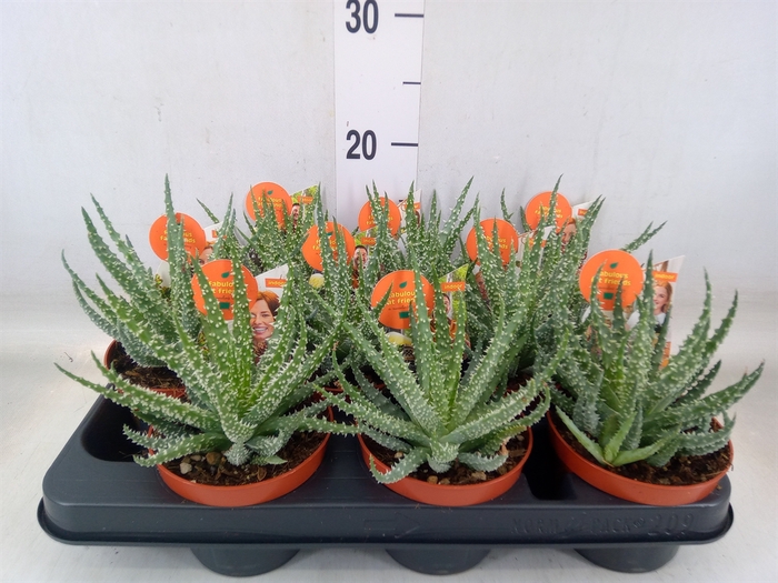 <h4>Aloe   ...</h4>