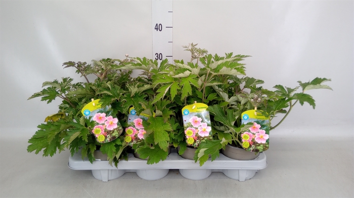 <h4>Anemone hupeh.</h4>