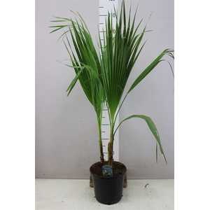 Washingtonia Filifera