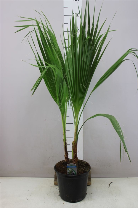 <h4>Washingtonia Filifera</h4>