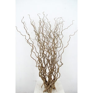 CORYL AV CONTORTA 1 JARIG 140CM