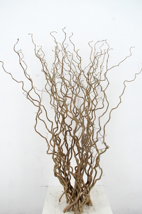 <h4>CORYL AV CONTORTA 1 JARIG 140CM</h4>