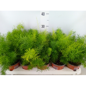 Asparagus dens. 'Sprengeri'