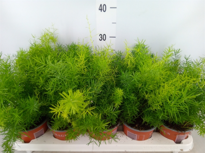 <h4>Asparagus dens. 'Sprengeri'</h4>