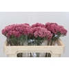 Ozothamnus Booming Pink