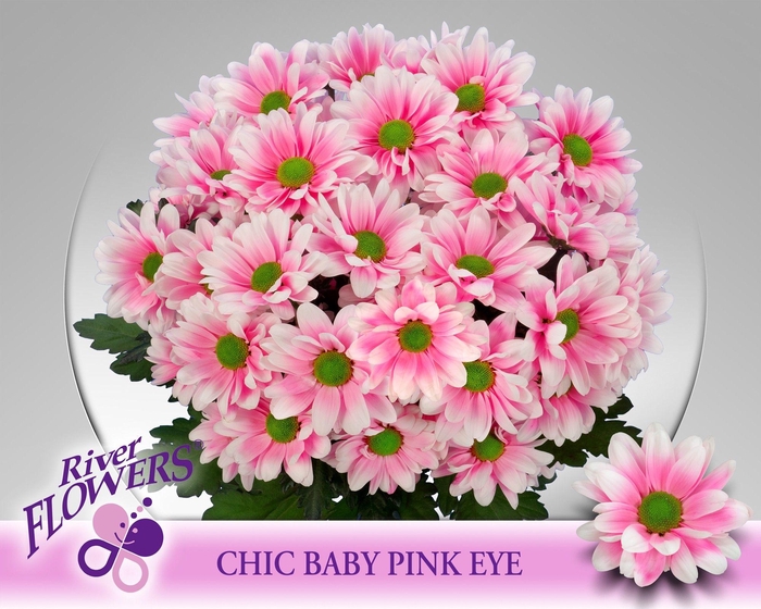 <h4>Chic Baby Pink Eye 90 gram</h4>
