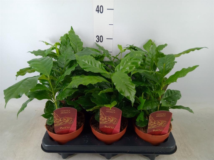 <h4>Coffea arabica</h4>