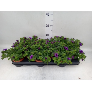 Calibrachoa  'Minifam Dk Blue'
