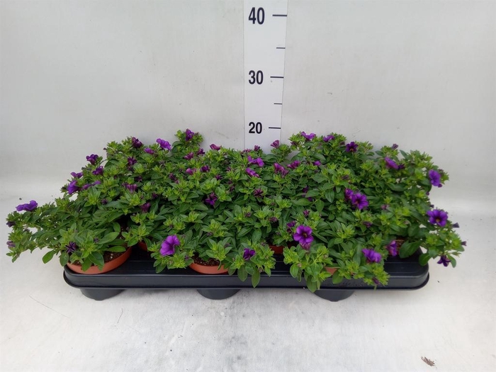 <h4>Calibrachoa  'Minifam Dk Blue'</h4>
