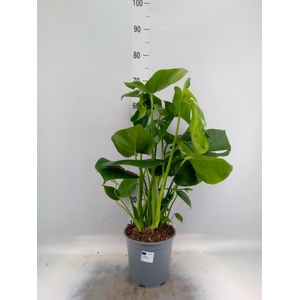 Monstera delic.