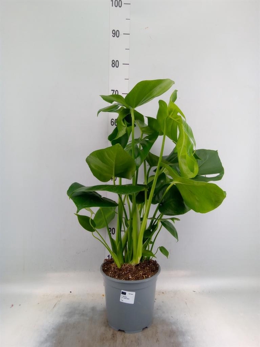 <h4>Monstera delic.</h4>