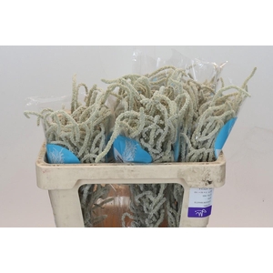 Amaranthus Yearming Desert