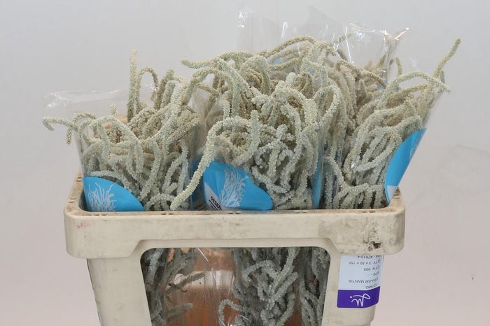 Amaranthus Yearming Desert