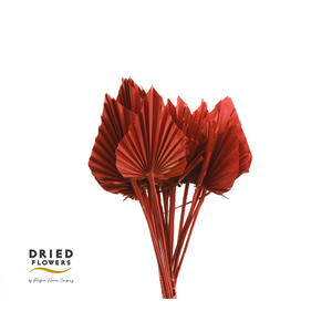 Dried Palm Spear Small Red