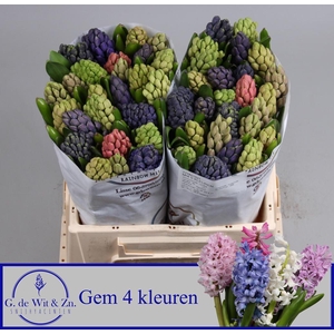 Hyac Gem 4 Kleuren