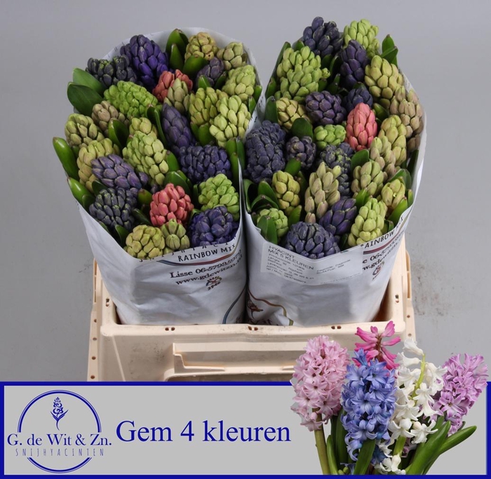<h4>HYAC GEM 4 KLEUREN</h4>