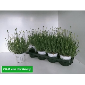 LAVAN IN EDELWEISS